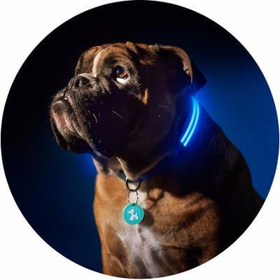 Correa Arnes Led Para Perro Mascota En S M L Varios Colores - impomax